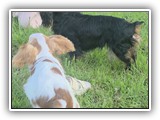 Englsh Toy Spaniel (191)
