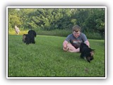 Englsh Toy Spaniel (202)