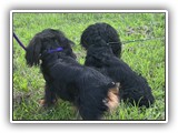 Englsh Toy Spaniel (223)