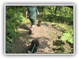 Englsh Toy Spaniel (227)