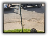 Englsh Toy Spaniel (27)