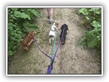 Englsh Toy Spaniel (306)
