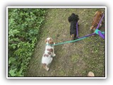 Englsh Toy Spaniel (308)