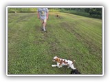 Englsh Toy Spaniel (312)