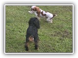 Englsh Toy Spaniel (316)