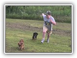 Englsh Toy Spaniel (321)