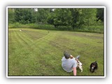 Englsh Toy Spaniel (329)