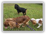 Englsh Toy Spaniel (333)