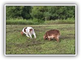 Englsh Toy Spaniel (340)