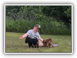 Englsh Toy Spaniel (344)