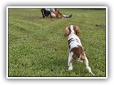 Englsh Toy Spaniel (346)