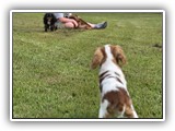 Englsh Toy Spaniel (347)