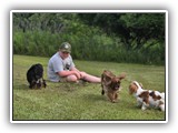 Englsh Toy Spaniel (348)