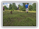 Englsh Toy Spaniel (383)