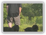 Englsh Toy Spaniel (393)