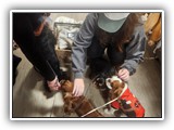 Englsh Toy Spaniel (43)