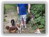 Englsh Toy Spaniel (435)