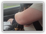 Englsh Toy Spaniel (436)