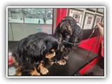 Englsh Toy Spaniel (52)