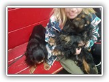 Englsh Toy Spaniel (53)