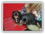Englsh Toy Spaniel (54)