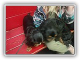 Englsh Toy Spaniel (55)