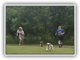 Englsh Toy Spaniel (570)