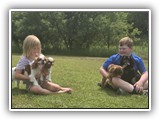 Englsh Toy Spaniel (590)