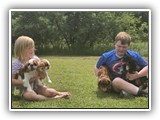 Englsh Toy Spaniel (593)