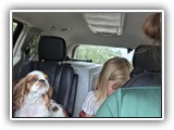 Englsh Toy Spaniel (602)