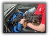 Englsh Toy Spaniel (604)