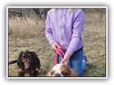 Englsh Toy Spaniel (75)
