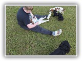 Englsh Toy Spaniel (780)