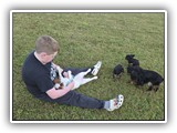 Englsh Toy Spaniel (781)