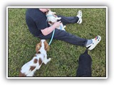 Englsh Toy Spaniel (783)