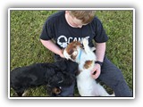 Englsh Toy Spaniel (787)