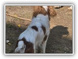 Englsh Toy Spaniel (819)