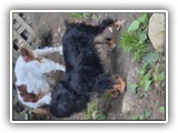 Englsh Toy Spaniel (827)