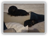 Englsh Toy Spaniel (846)