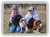 Englsh Toy Spaniel (85)