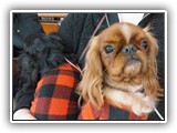 Englsh Toy Spaniel (855)