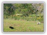 Englsh Toy Spaniel (860)