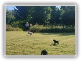 Englsh Toy Spaniel (868)