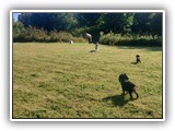 Englsh Toy Spaniel (869)