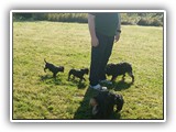 Englsh Toy Spaniel (872)