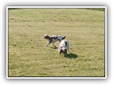 Englsh Toy Spaniel (879)