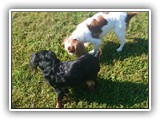 Englsh Toy Spaniel (887)