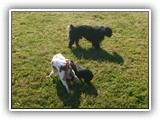 Englsh Toy Spaniel (889)