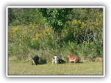 Englsh Toy Spaniel (894)