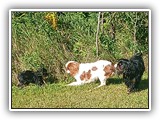Englsh Toy Spaniel (895)